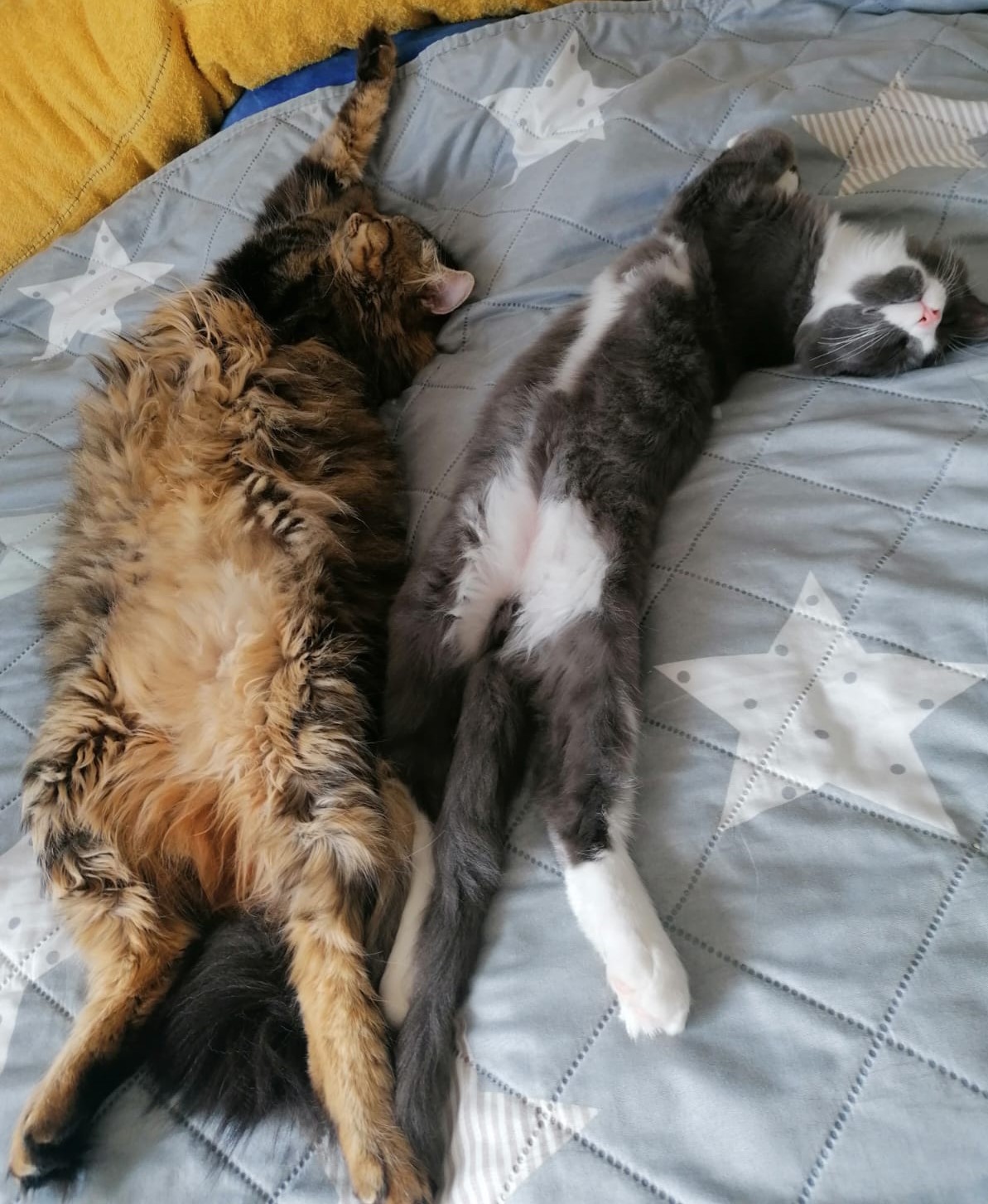 8кот.jpeg