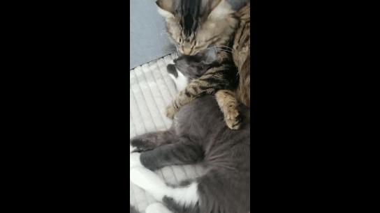 кисы.gif