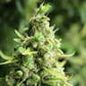 SeriousBud