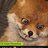SpeedFox420